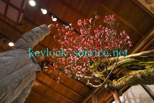 滋賀県長浜市、長浜盆梅展示の主役の梅、「不動」と少女  photo yuji tamura　　滋賀県全域、カギと錠前専門。正真正銘・地元鍵屋「キーロックしが.NET」